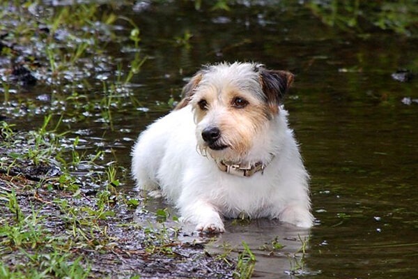 Puppy in the Puddle