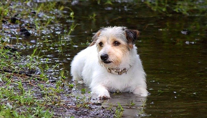 Puppy in the Puddle