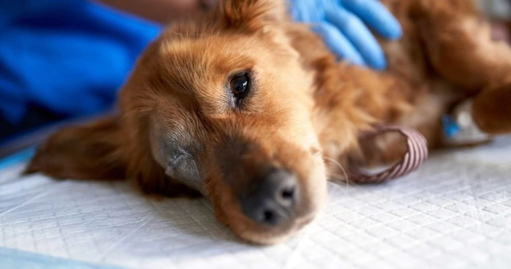 Pets To Ease Chronic Pain