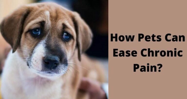 How Pets Can Ease Chronic Pain? Best Ways To Relieve Pain!