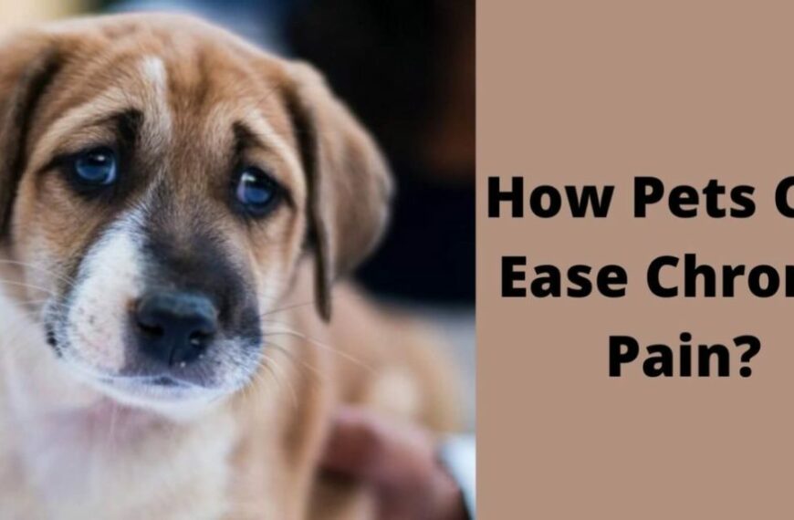 How Pets Can Ease Chronic Pain? Best Ways To Relieve Pain!