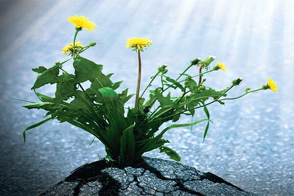 Living with Pain: Learning Resilience