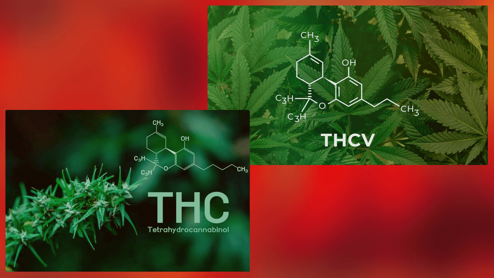 A Comparison between THCv and THC