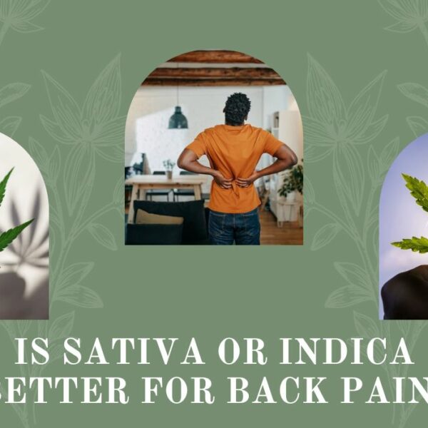 Is Sativa Or Indica Better For Back Pain? Finding The Right Choice For Back Pain Relief