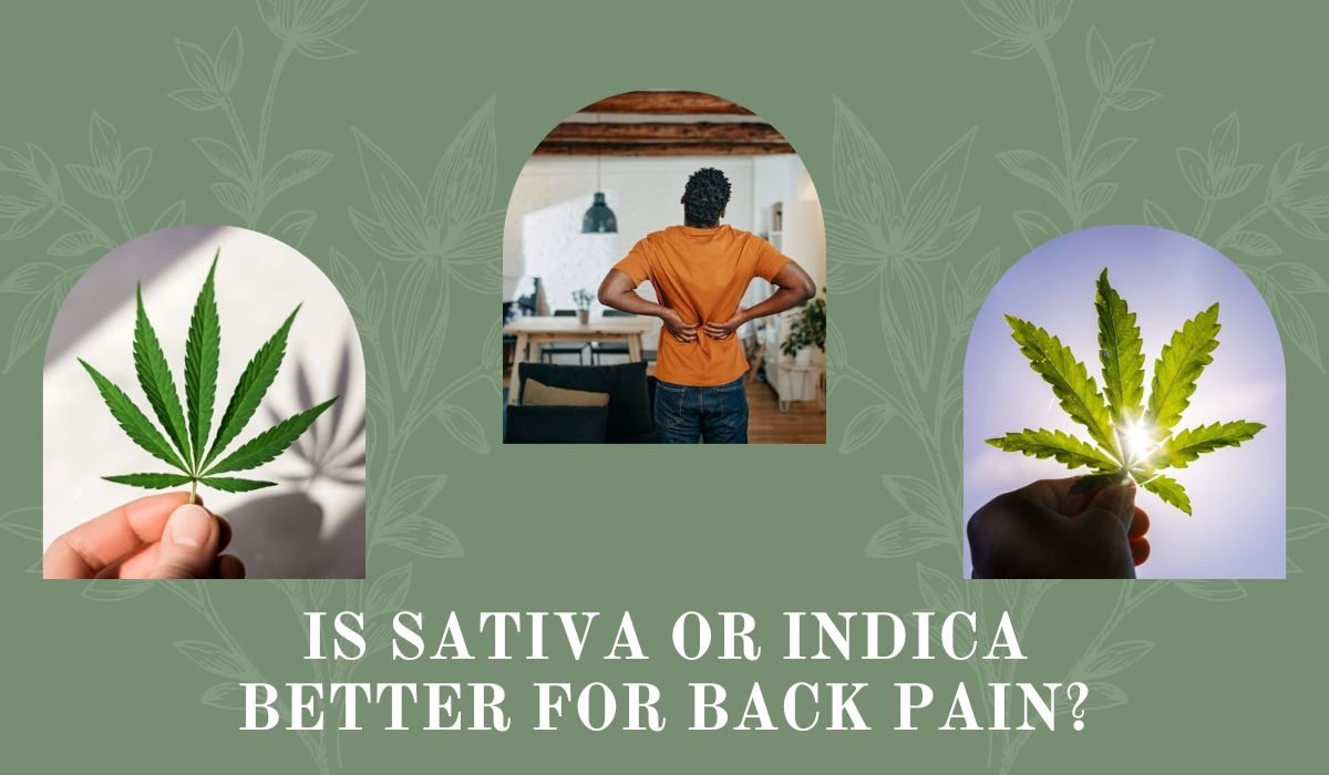 Is Sativa Or Indica Better For Back Pain
