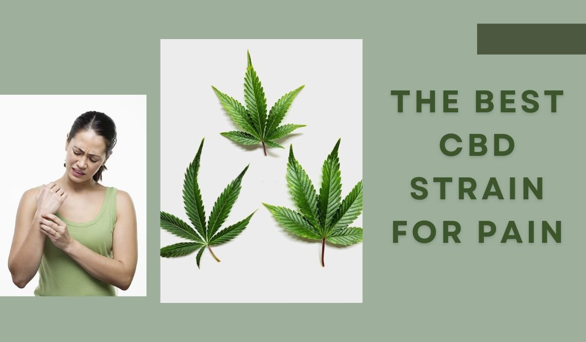 What Is The Best CBD Strain For Pain