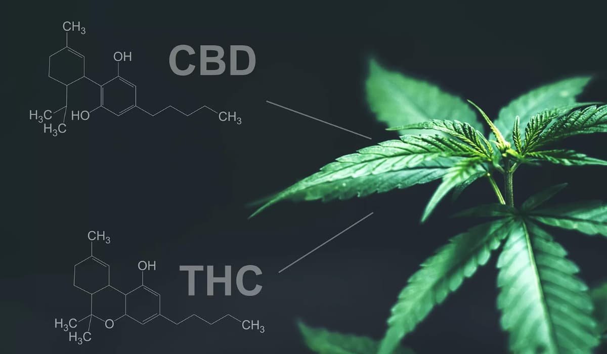 Chemical structuring of CBD and THC