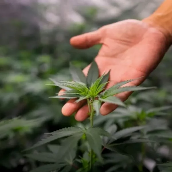 CBD Help With Cyclic Vomiting Syndrome And Hemiplegic Migraines