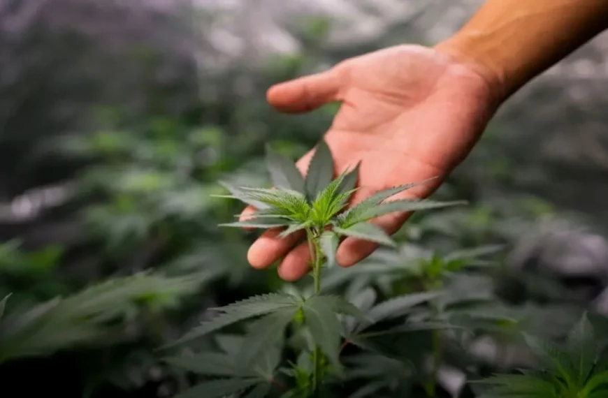 Will CBD Help With Cyclic Vomiting Syndrome And Hemiplegic Migraines?